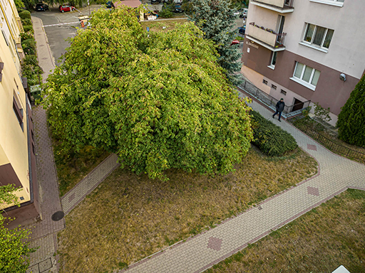 Czarny Bez Grodzisko