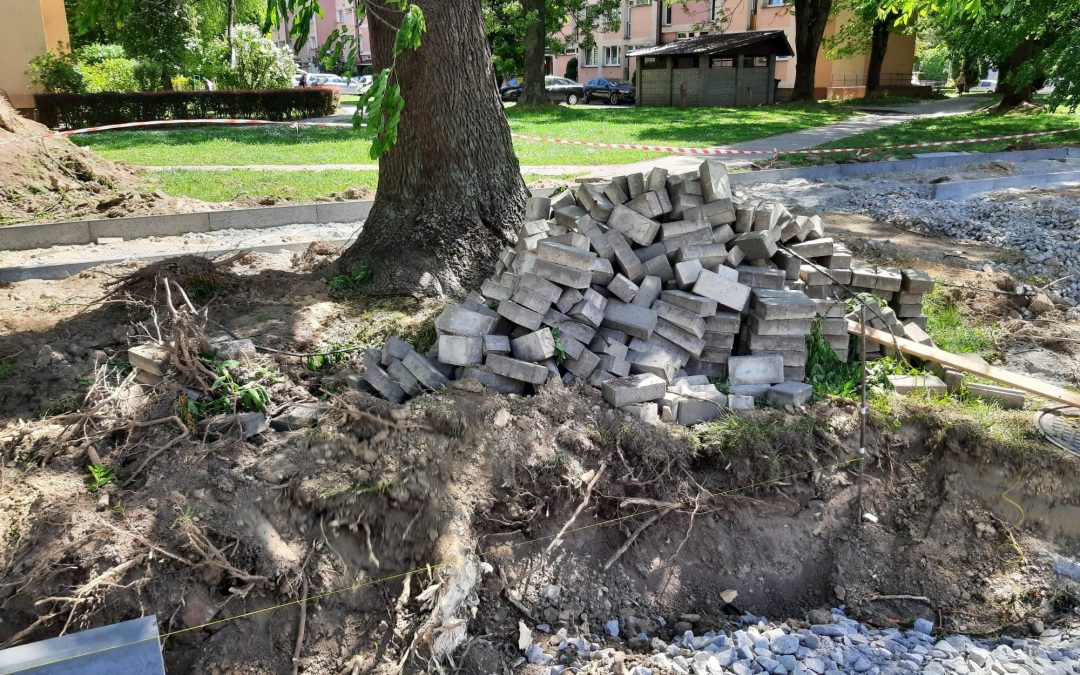 Uszkodzone korzenie drzew przy ul. Krzywoustego w Rzeszowie