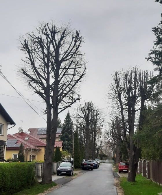 Okaleczenia Ul. Jałowcowa w Rzeszowie